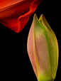 Near Embrace